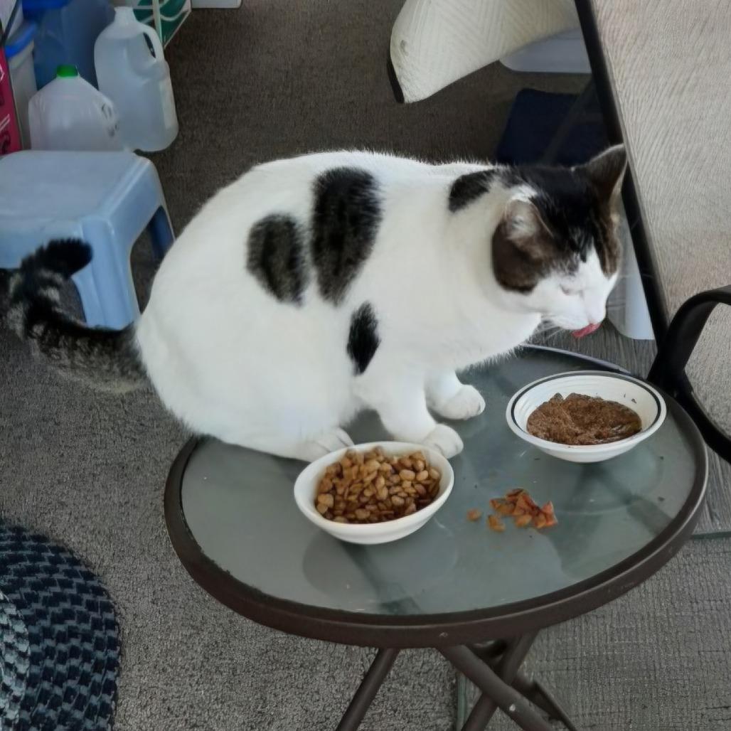 Enlarge Talon, a Adoptable Domestic Short Hair in Jacksonville, OR image 2/4