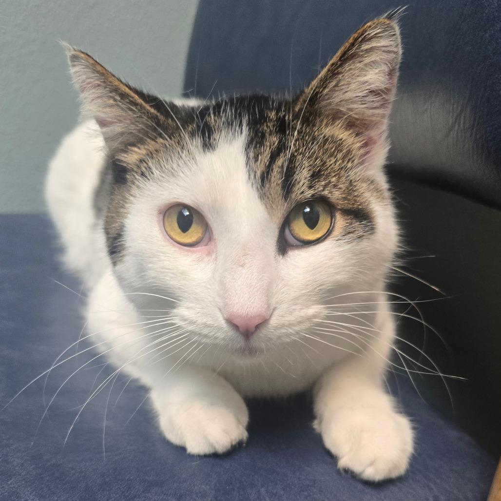 Enlarge Talon, a Adoptable Domestic Short Hair in Jacksonville, OR image 3/4