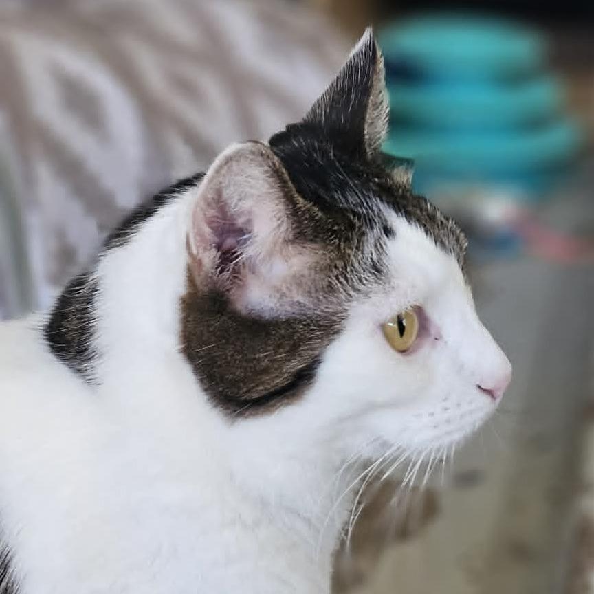 Talon, a Adoptable Domestic Short Hair in Jacksonville, OR image 4/6