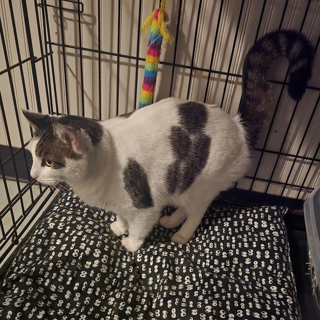 Enlarge Talon, a Adoptable Domestic Short Hair in Jacksonville, OR image 4/4