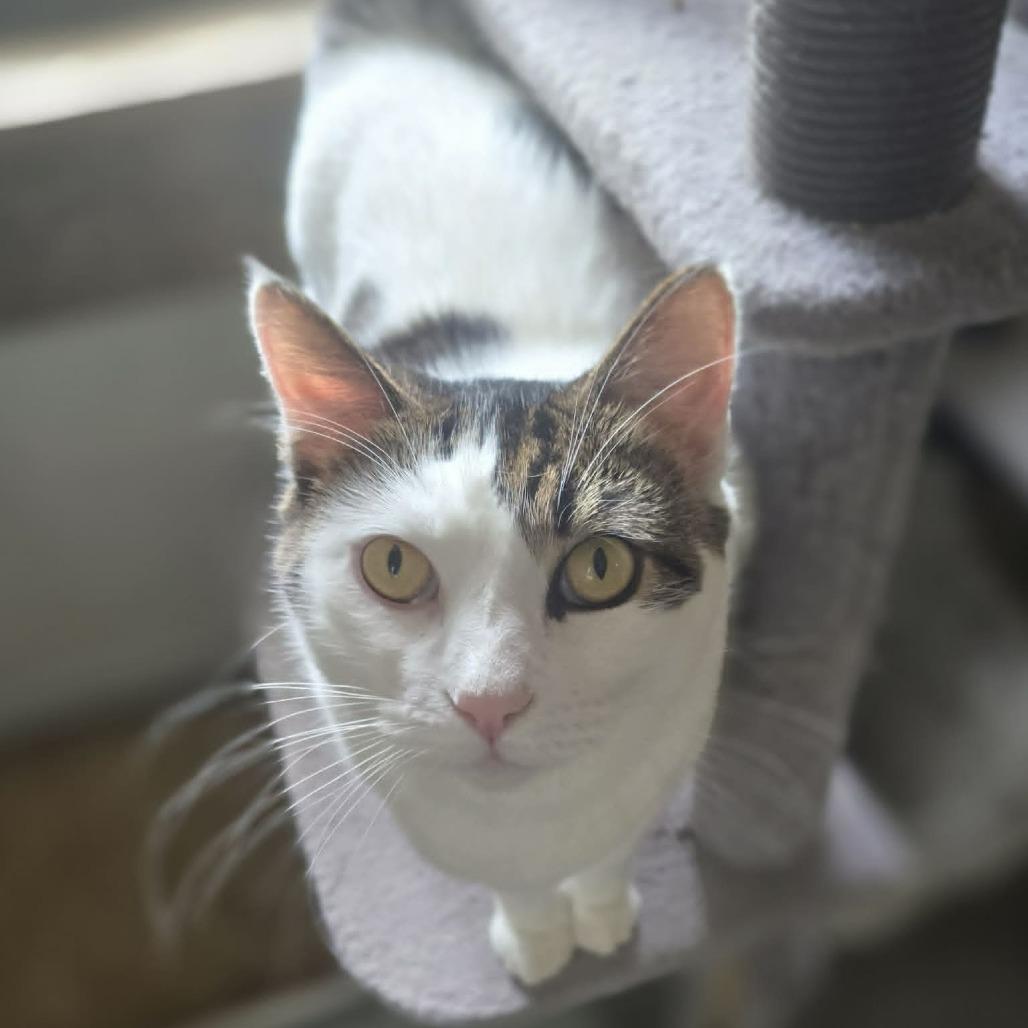 Talon, a Adoptable Domestic Short Hair in Jacksonville, OR image 6/6