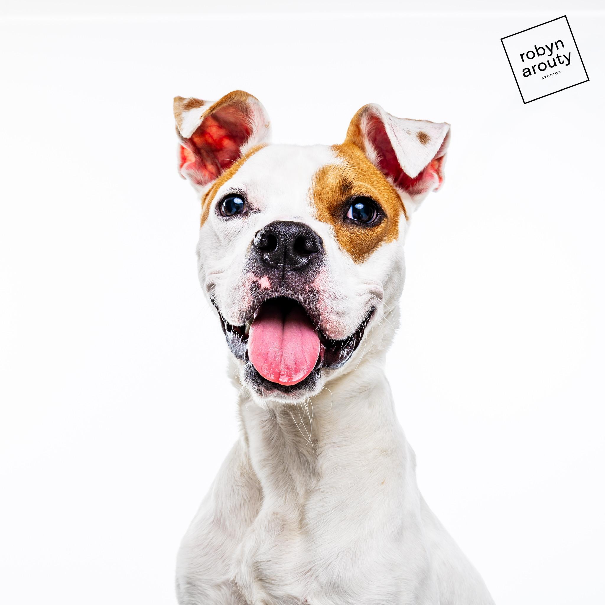 Cashew, Adoptable, Young Male Boxer & American Staffordshire Terrier.