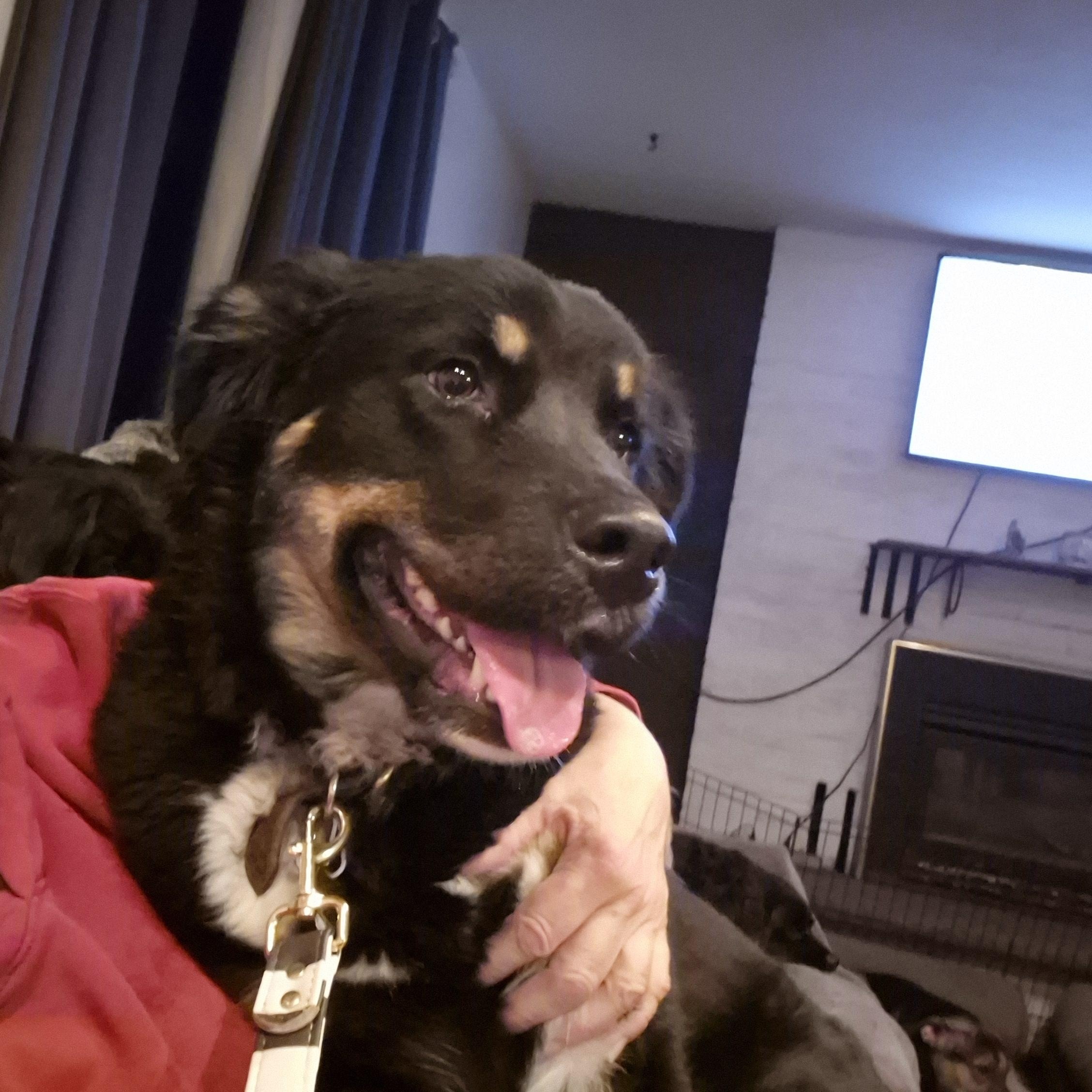 Chia, ADOPTABLE, Young Female Rottweiler & Husky.