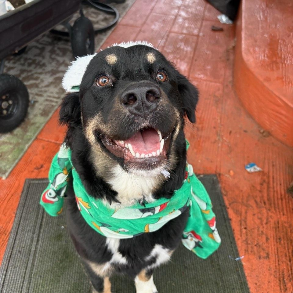 Chia, a ADOPTABLE mixed breed in Olympia, WA image 2/3