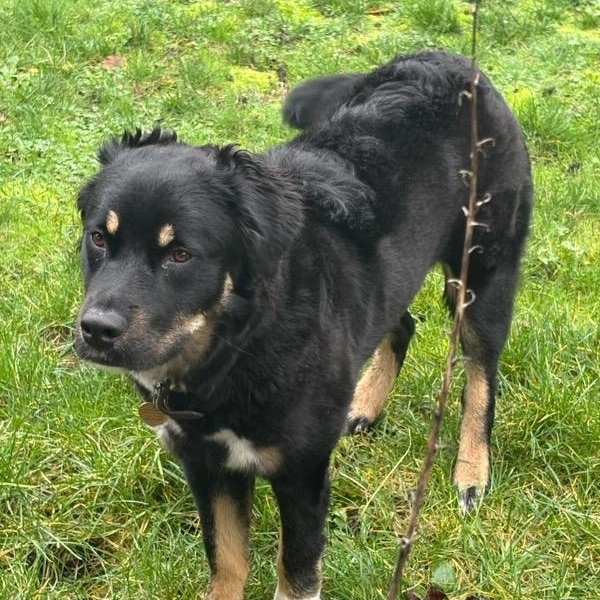 Chia, a ADOPTABLE mixed breed in Olympia, WA image 3/3