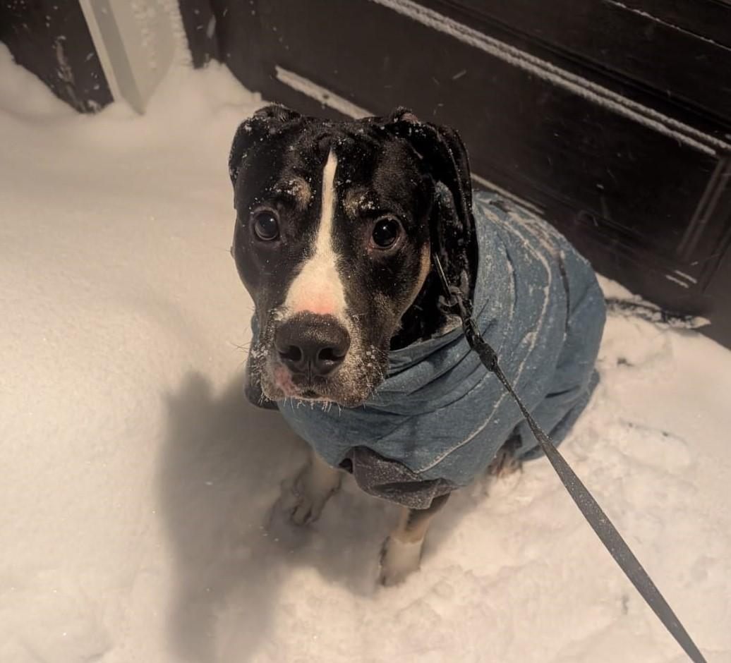 Blackjack, Adoptable, Young Male American Bulldog & Mixed Breed.