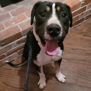 Enlarge Blackjack, a Adoptable mixed breed in King City, ON image 6/6