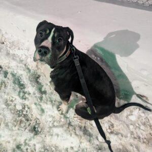 Enlarge Blackjack, a Adoptable mixed breed in King City, ON image 3/6