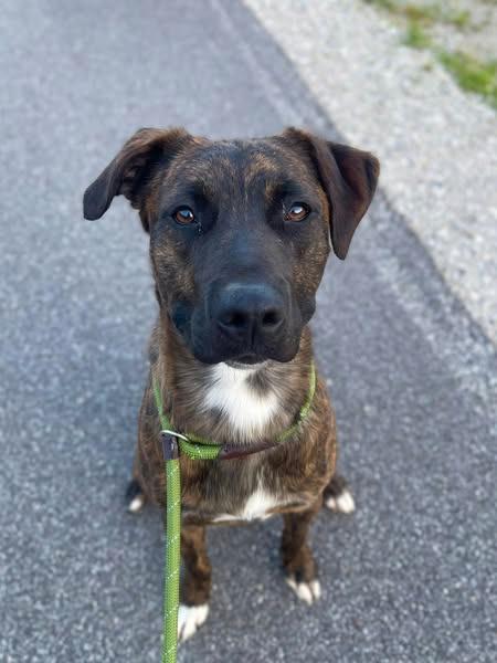 Enlarge Bruce, a Adoptable Mountain Cur in Ashland, KY image 1/1