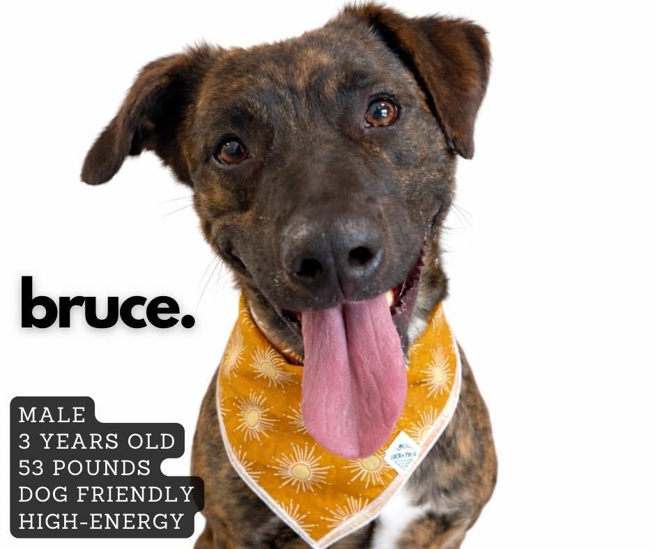 Bruce, a Adoptable Mountain Cur in Ashland, KY image 1/2