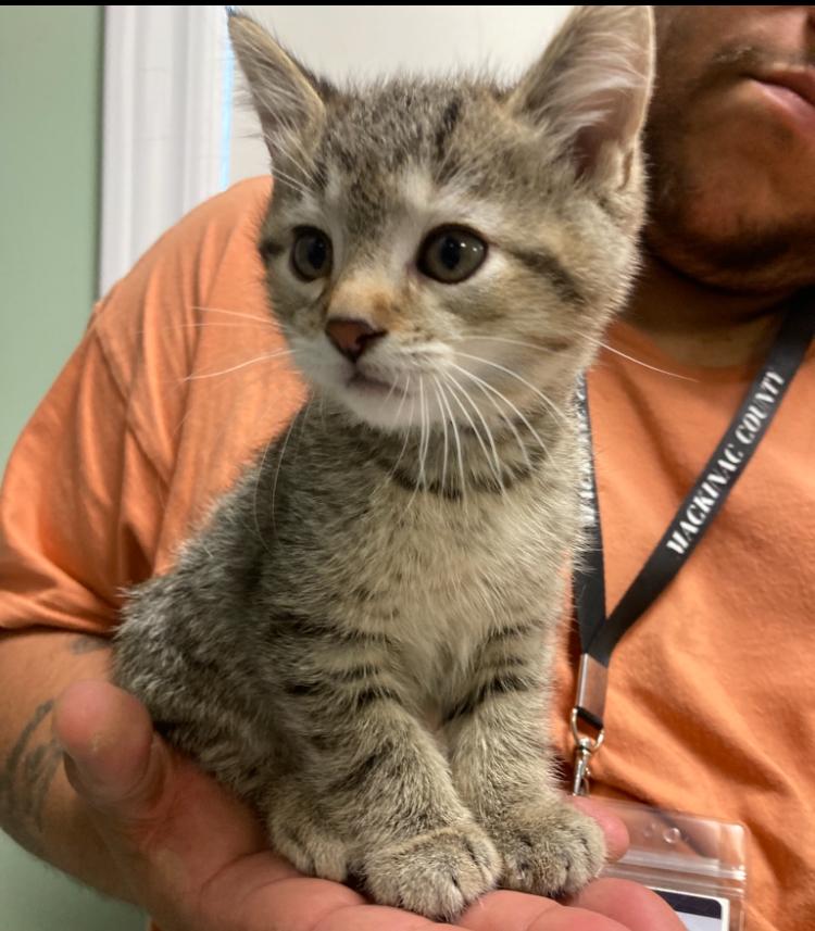 Cheetah, Adoptable, Kitten Female Domestic Short Hair.