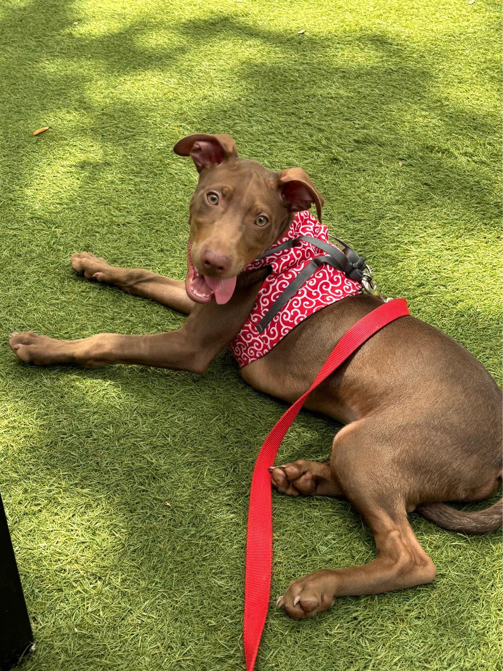 Fairmont, Adoptable, Puppy Male Labrador Retriever & Terrier.