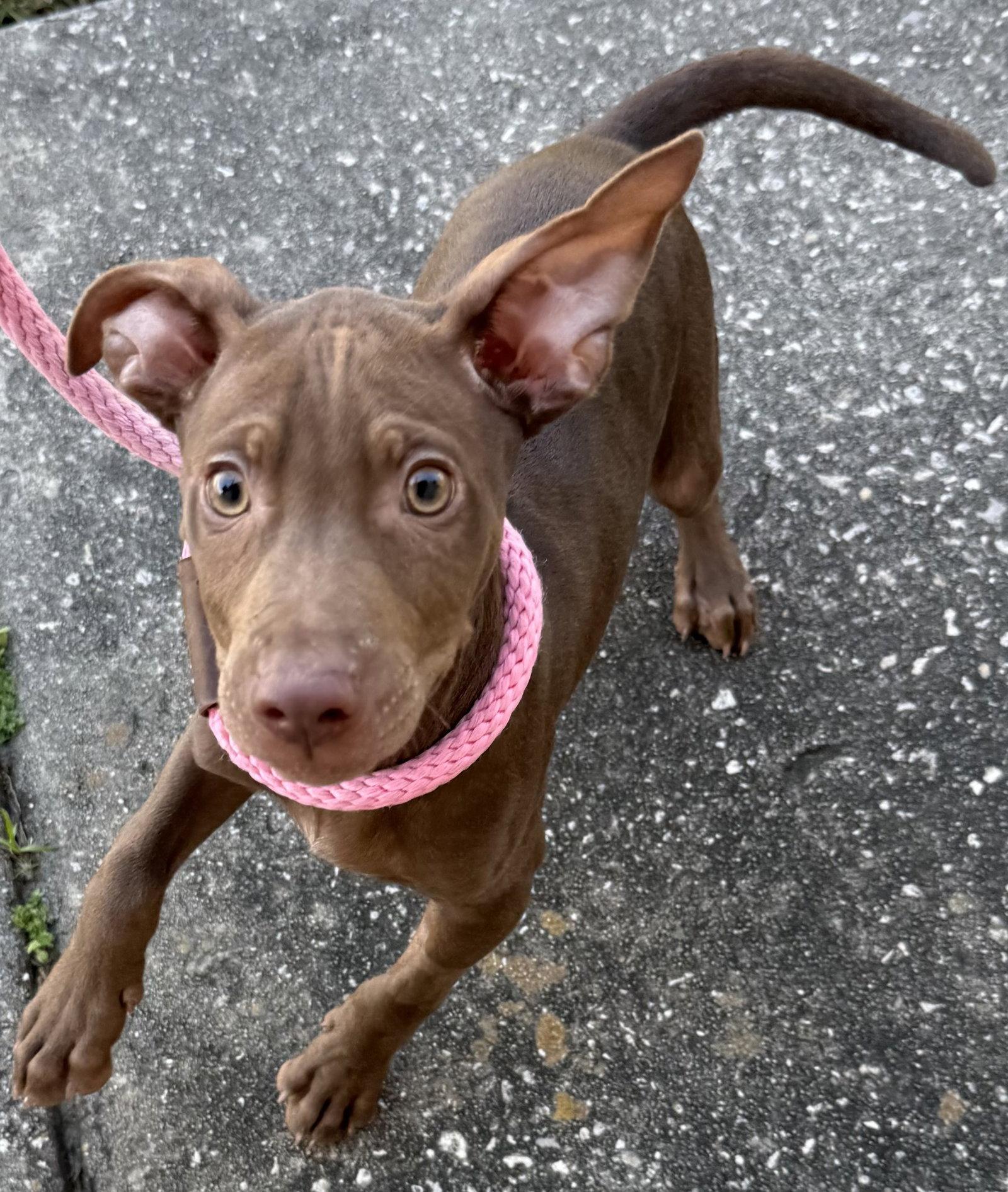 Enlarge Fairmont, a Adoptable mixed breed in Sanford, FL image 1/3