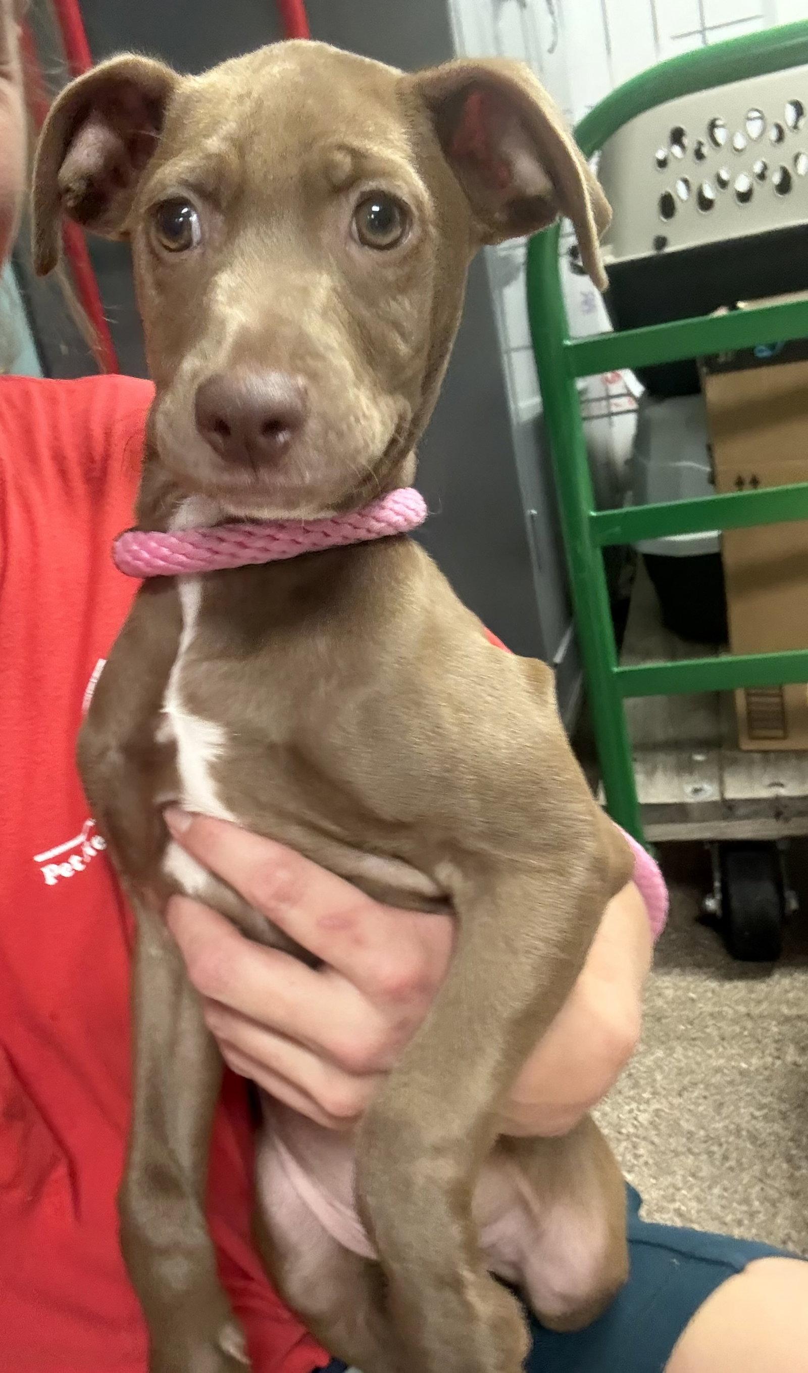 Enlarge Fairmont, a Adoptable mixed breed in Sanford, FL image 2/3