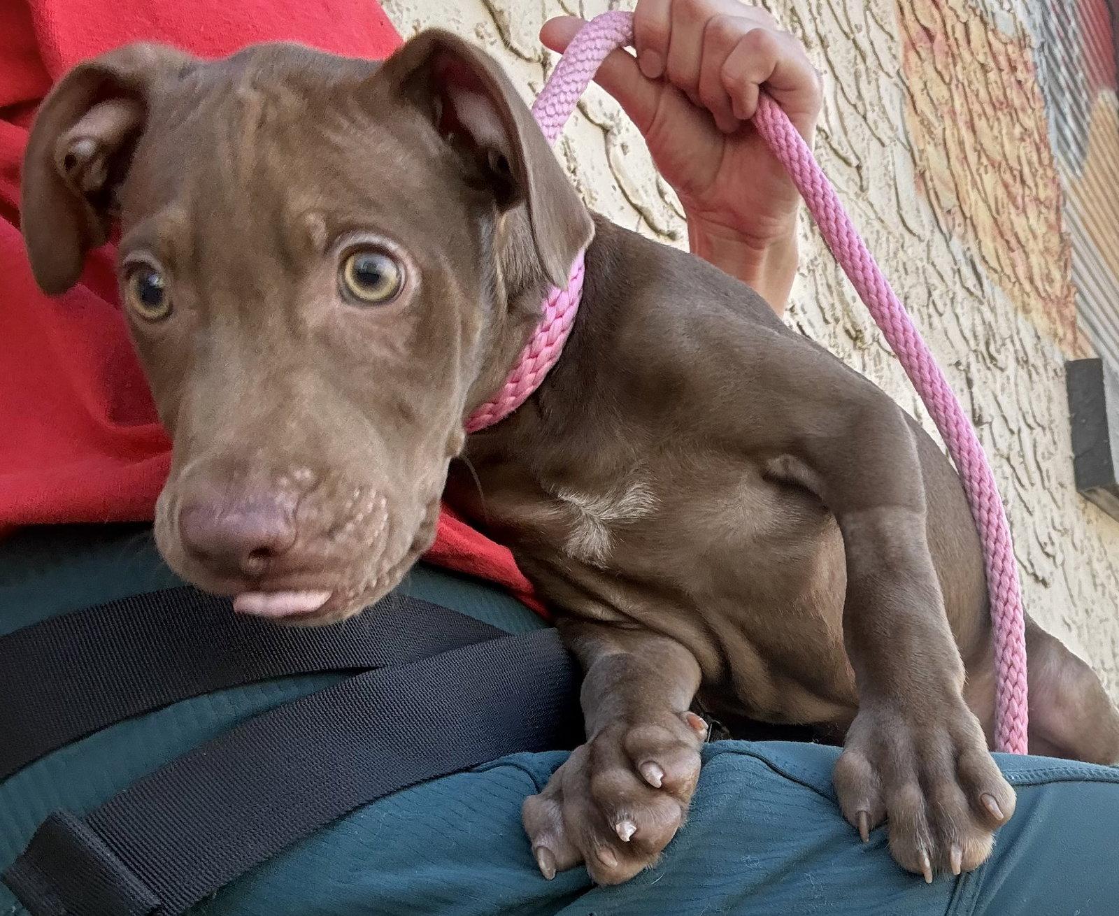 Enlarge Fairmont, a Adoptable mixed breed in Sanford, FL image 3/3