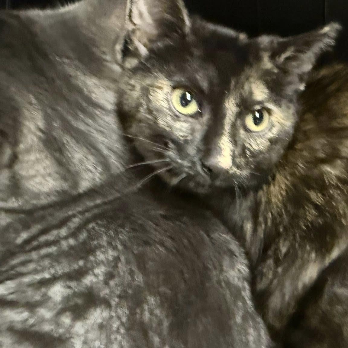 Enlarge Liliana, an adopted Tortoiseshell in Cleveland, OH image 1/4