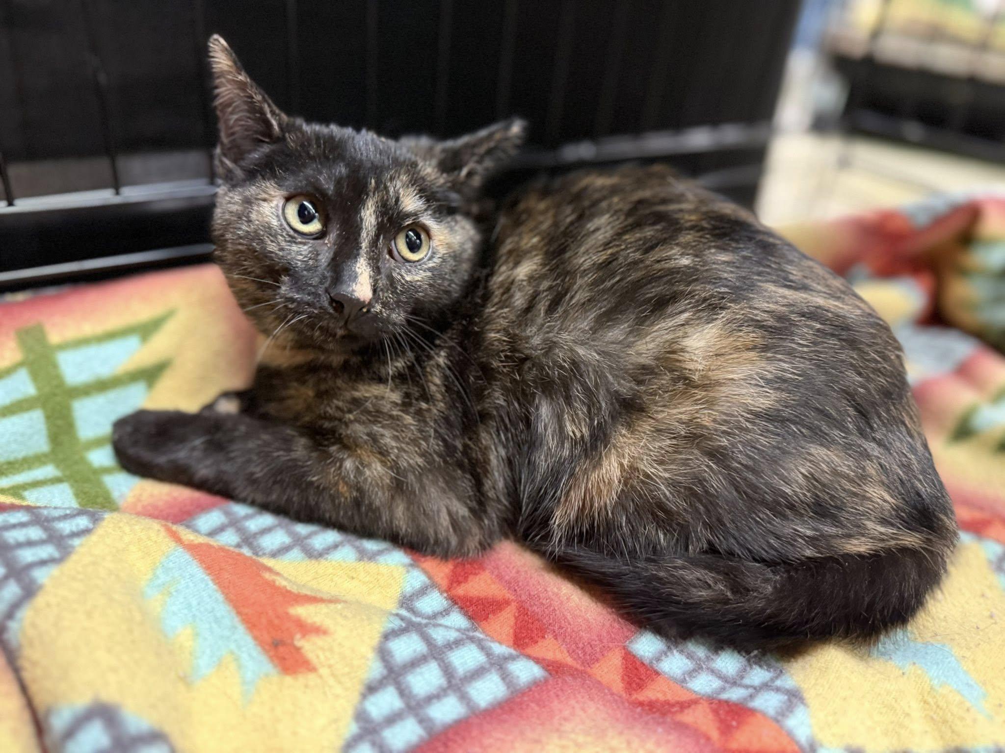 Enlarge Liliana, an adopted Tortoiseshell in Cleveland, OH image 2/4