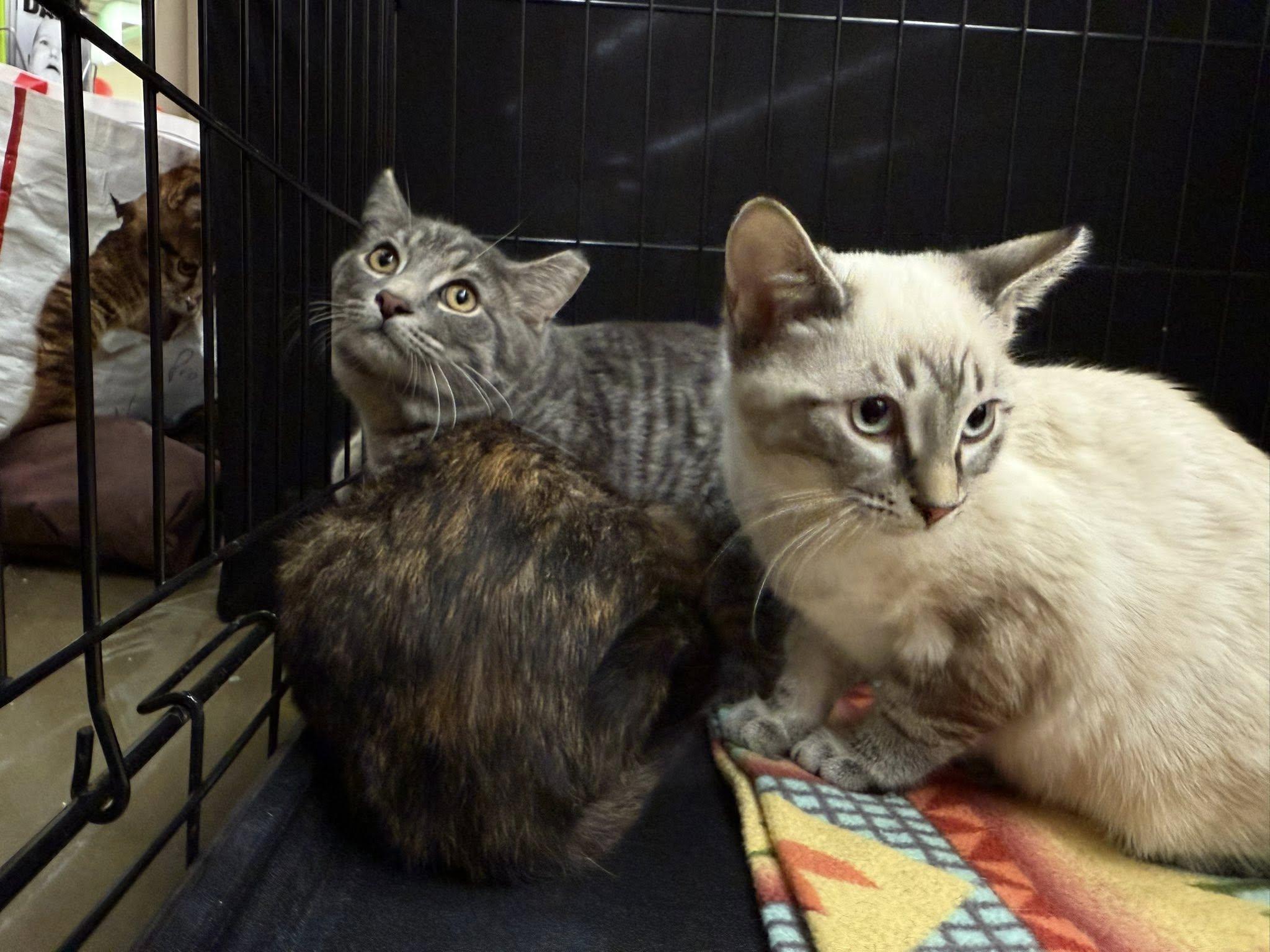 Enlarge Liliana, an adopted Tortoiseshell in Cleveland, OH image 3/4