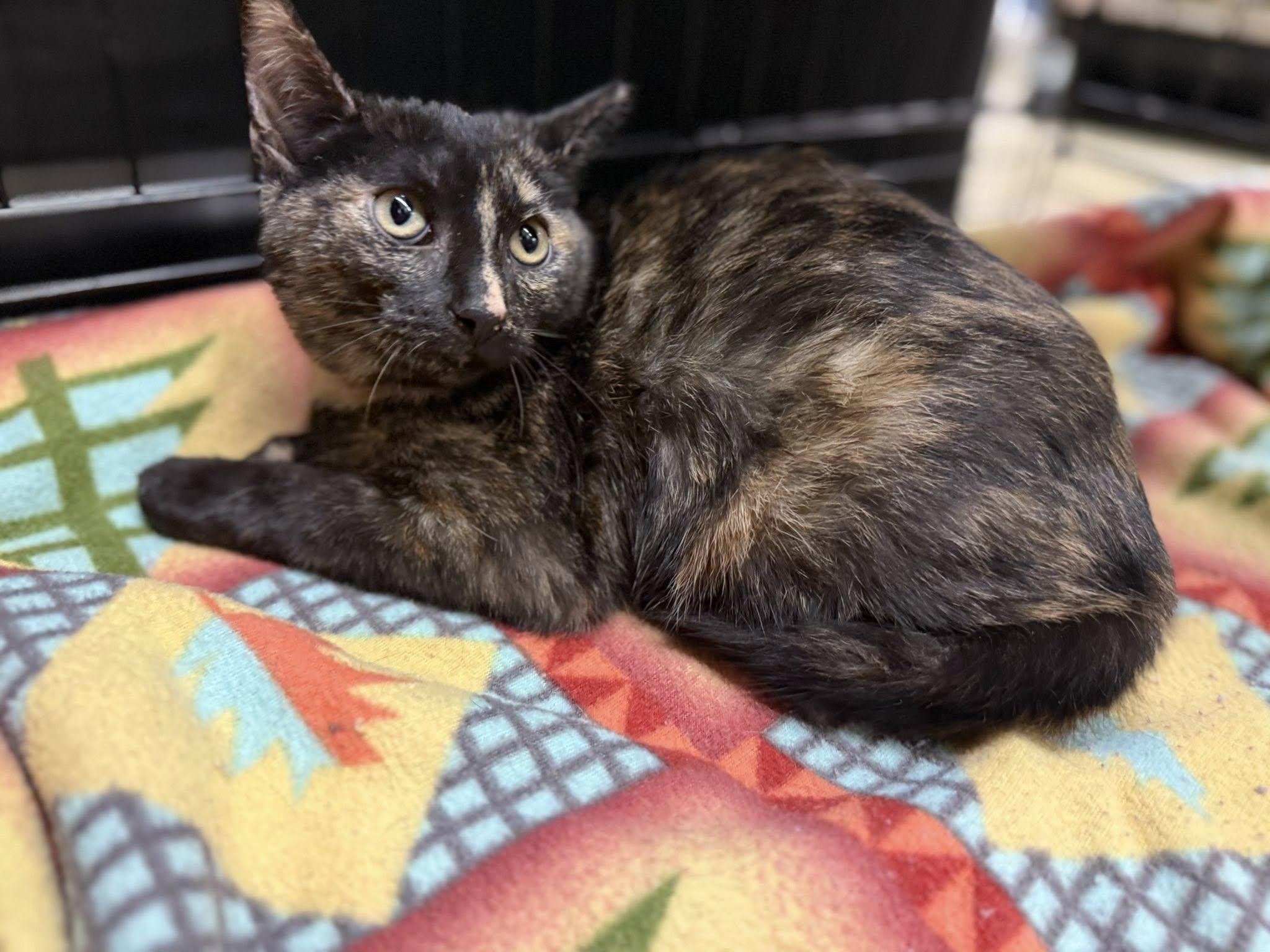 Enlarge Liliana, an adopted Tortoiseshell in Cleveland, OH image 4/4