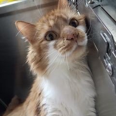 Enlarge Marvin, an adopted Domestic Long Hair in Minneapolis, MN image 3/3