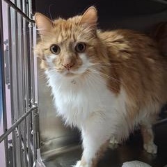 Marvin, adopted, Adult Male Domestic Long Hair.