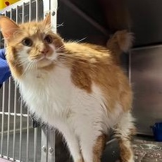 Enlarge Marvin, an adopted Domestic Long Hair in Minneapolis, MN image 2/3