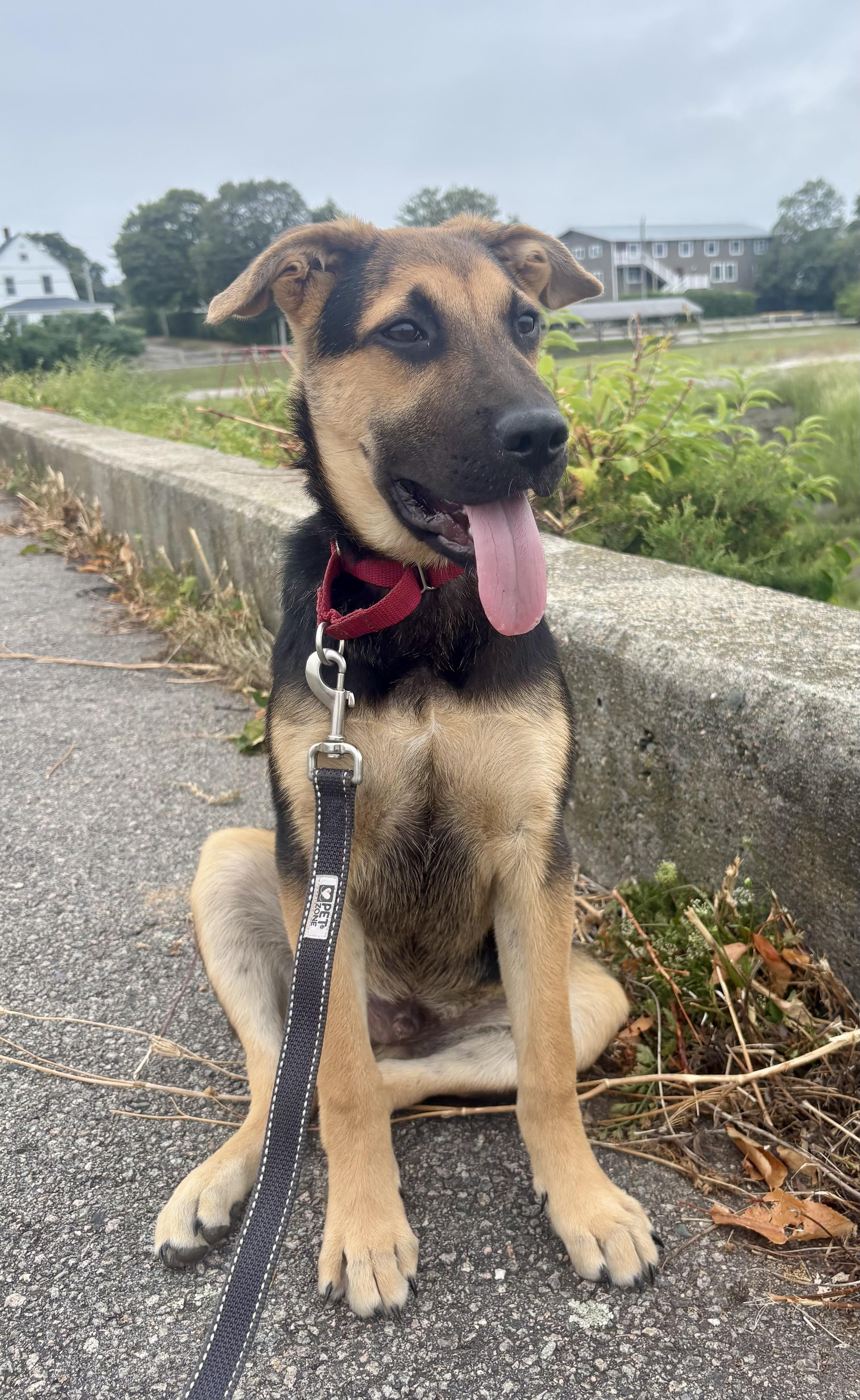 Enlarge DIEGO, a Adoptable mixed breed in Pembroke, MA image 1/6