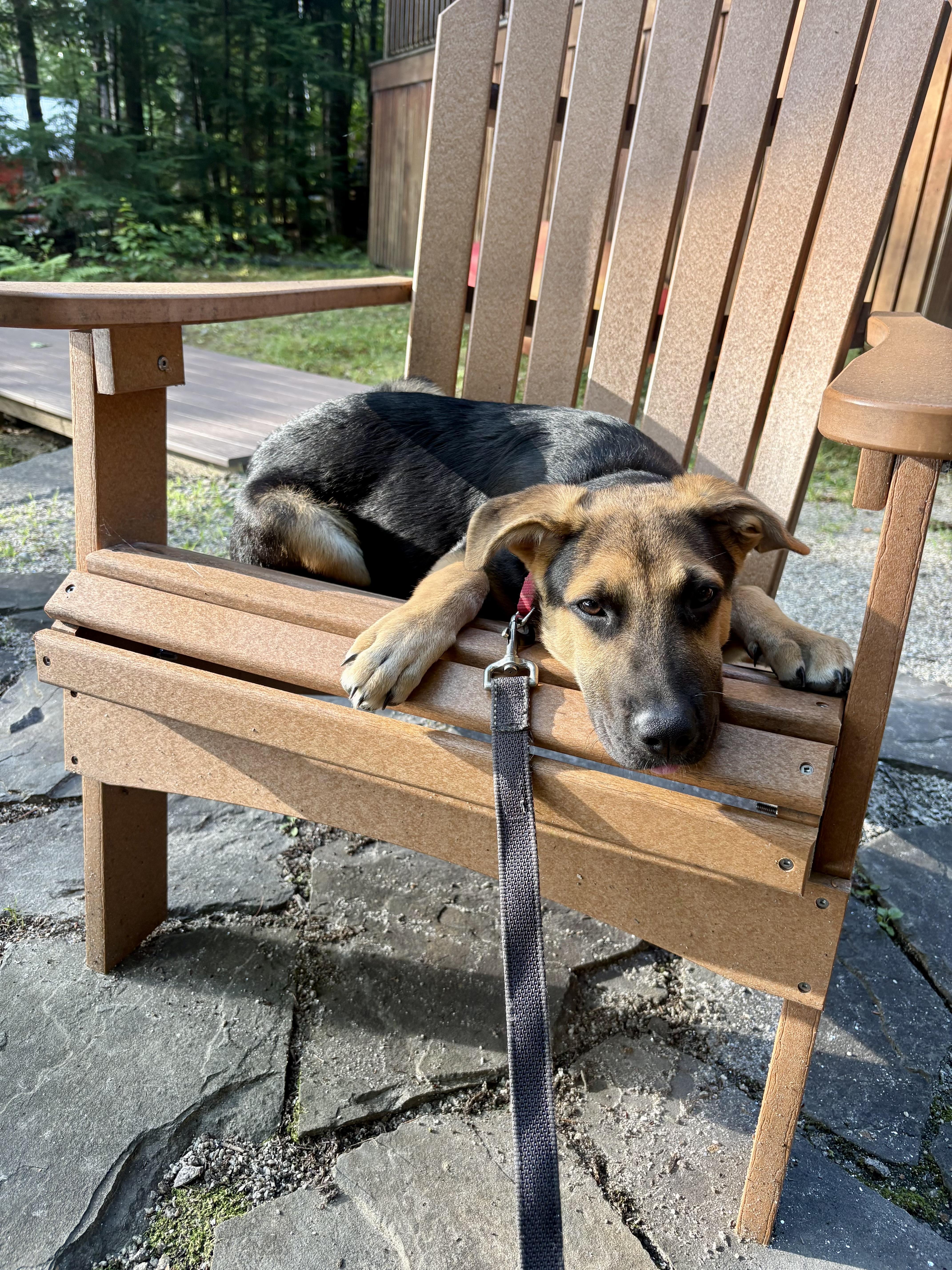 Enlarge DIEGO, a Adoptable mixed breed in Pembroke, MA image 6/6