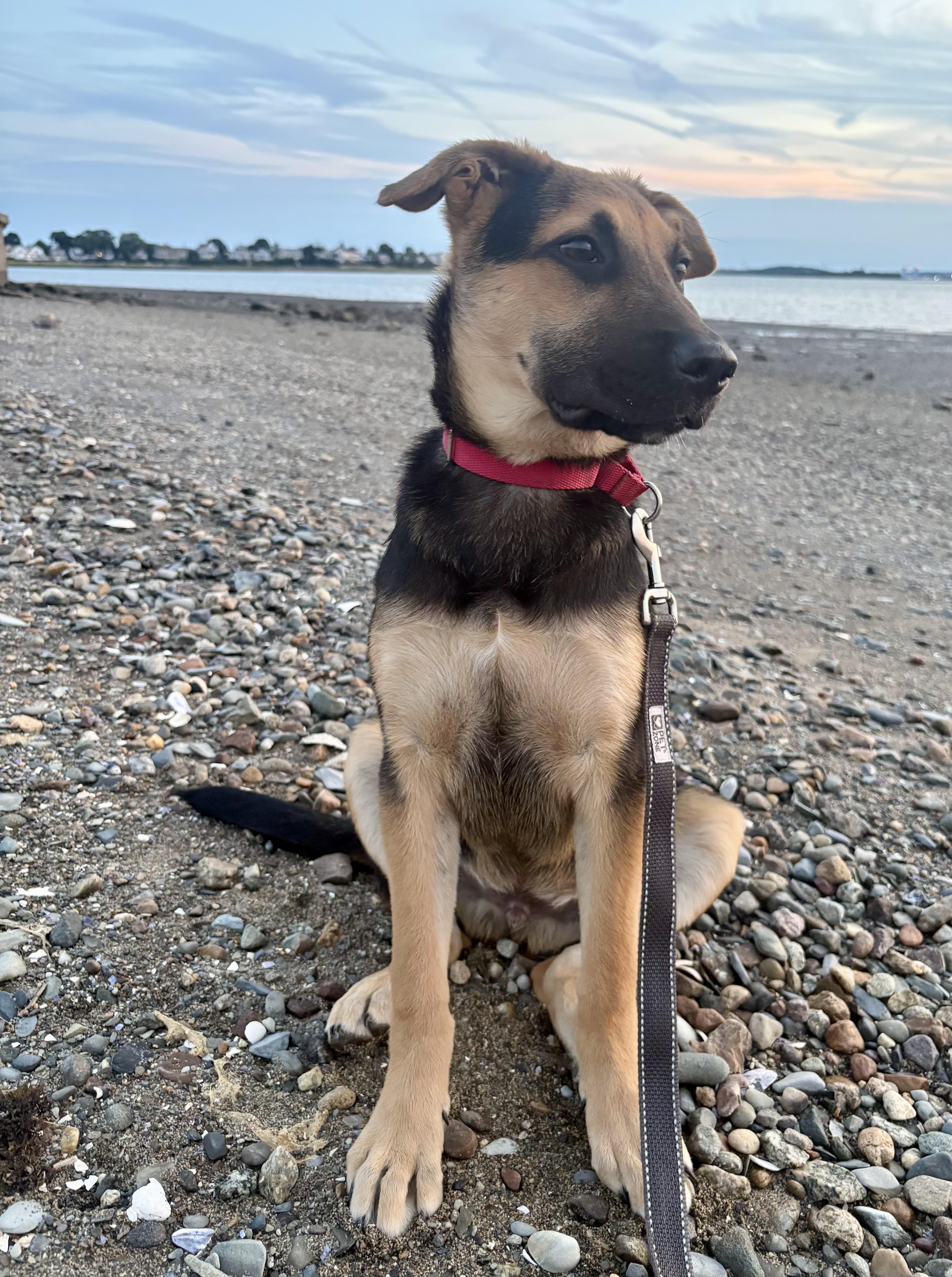 Enlarge DIEGO, a Adoptable mixed breed in Pembroke, MA image 4/6