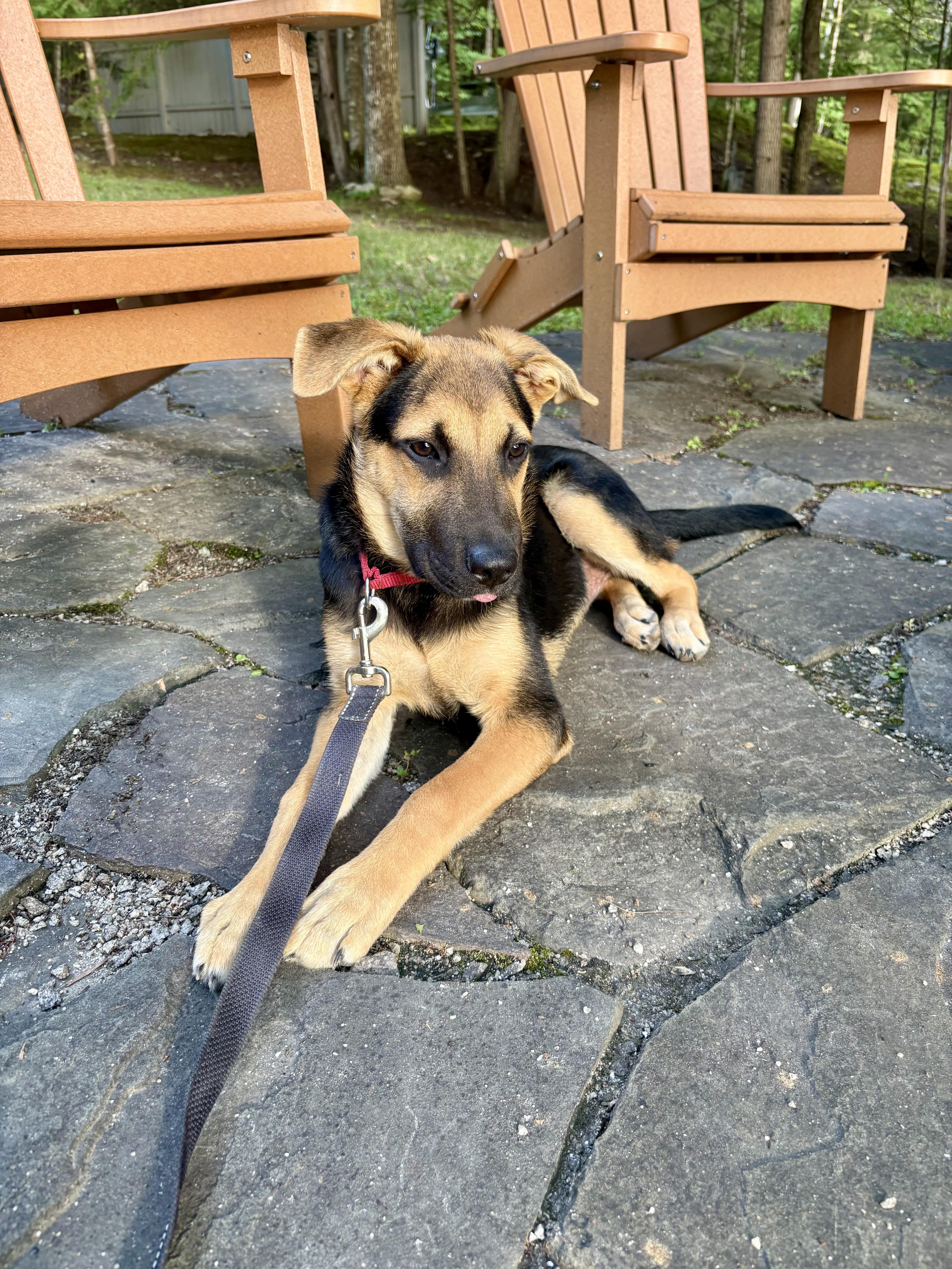 Enlarge DIEGO, a Adoptable mixed breed in Pembroke, MA image 2/6