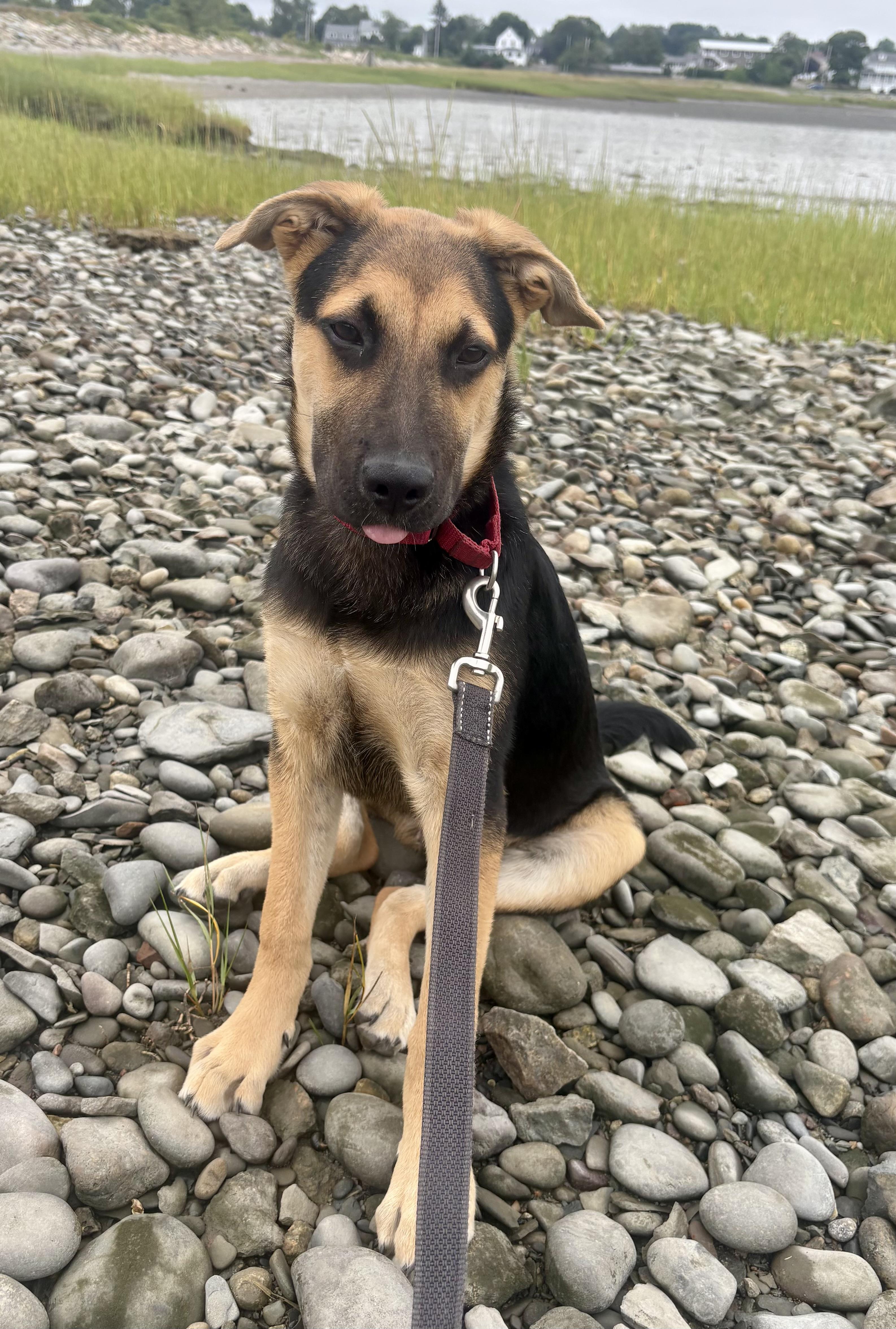 Enlarge DIEGO, a Adoptable mixed breed in Pembroke, MA image 3/6