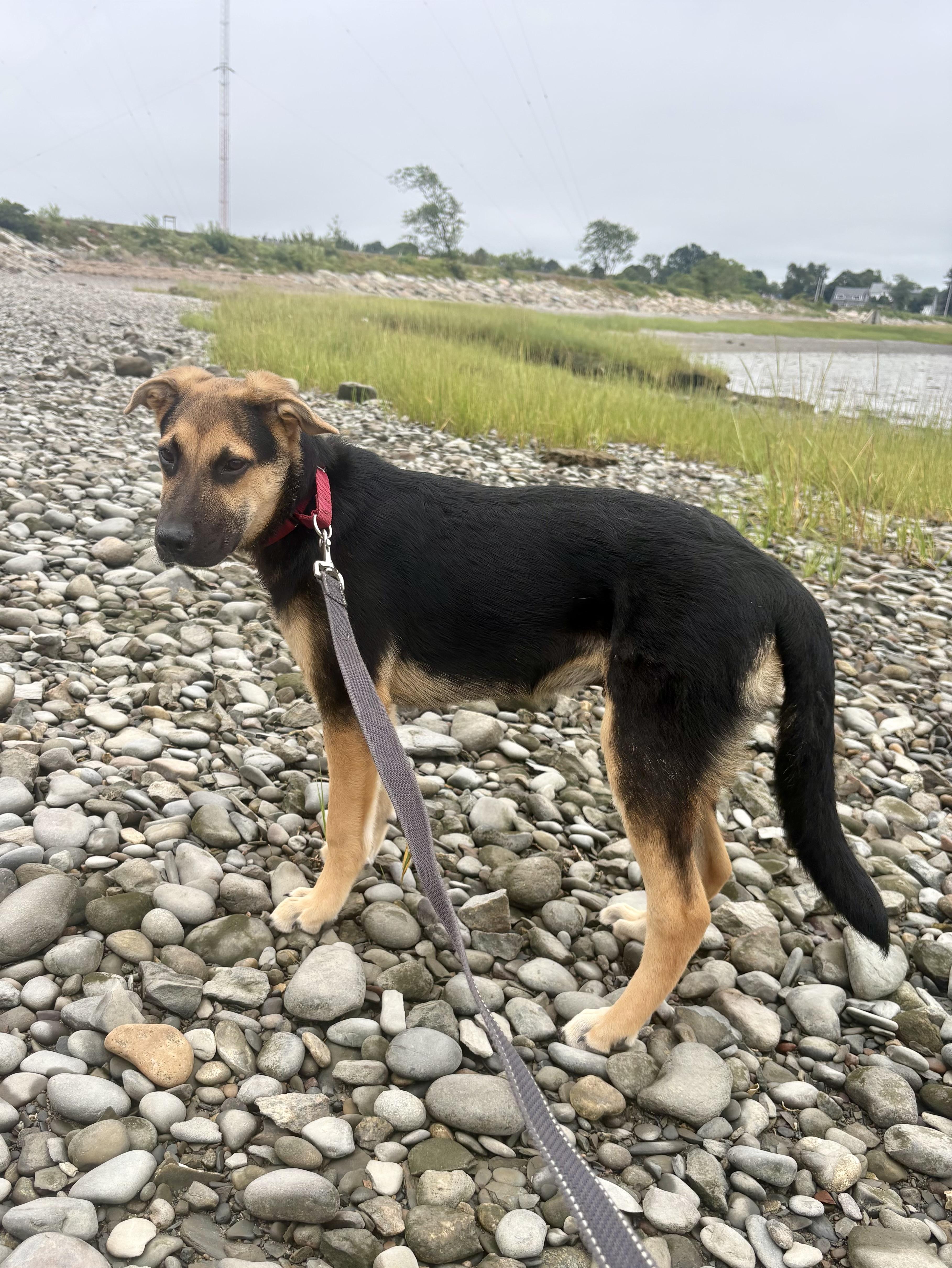 Enlarge DIEGO, a Adoptable mixed breed in Pembroke, MA image 5/6