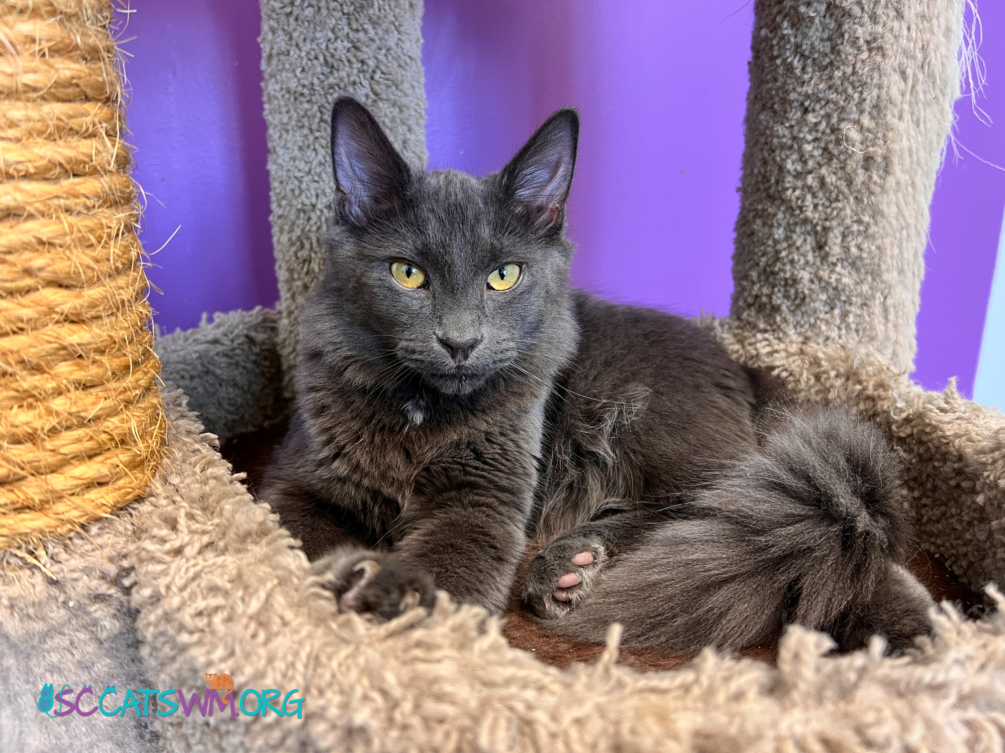 Cat for adoption Smokey, a Domestic Medium Hair in Grand Rapids, MI