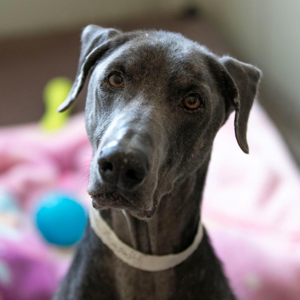 Shiloh (JA26-92), a Adoptable Doberman Pinscher in Peyton, CO image 1/5