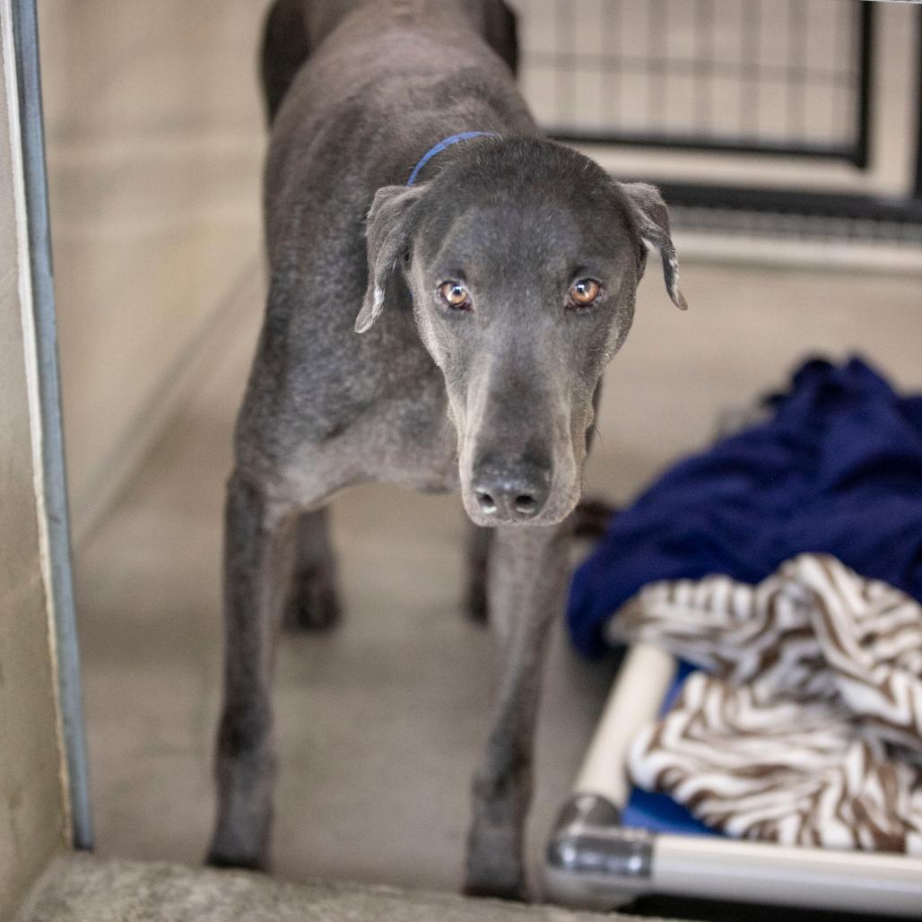 Shiloh (JA26-92), a Adoptable Doberman Pinscher in Peyton, CO image 2/5