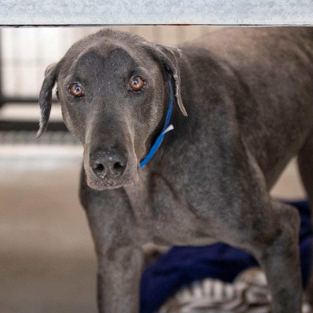 Shiloh (JA26-92), a Adoptable Doberman Pinscher in Peyton, CO image 3/5