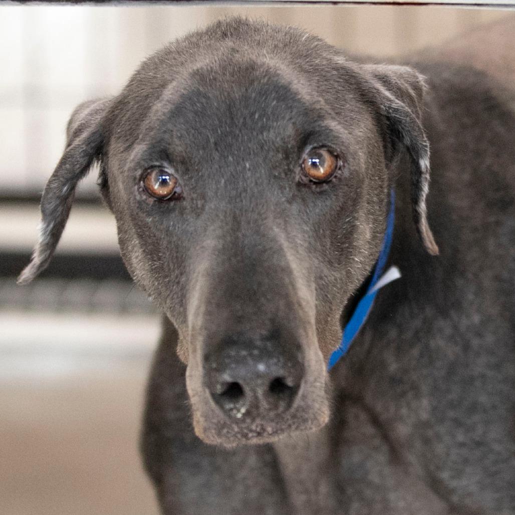 Shiloh (JA26-92), a Adoptable Doberman Pinscher in Peyton, CO image 4/5