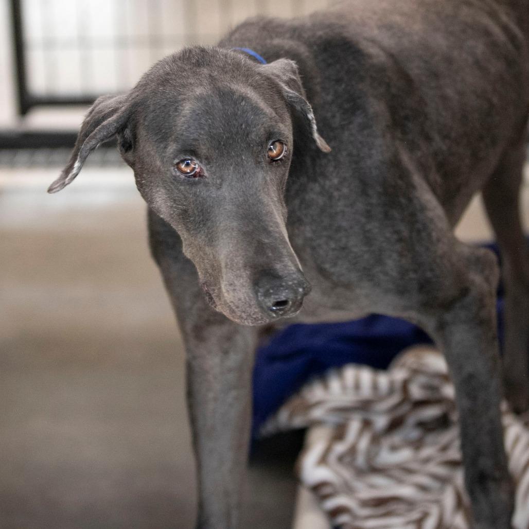 Shiloh (JA26-92), a Adoptable Doberman Pinscher in Peyton, CO image 5/5