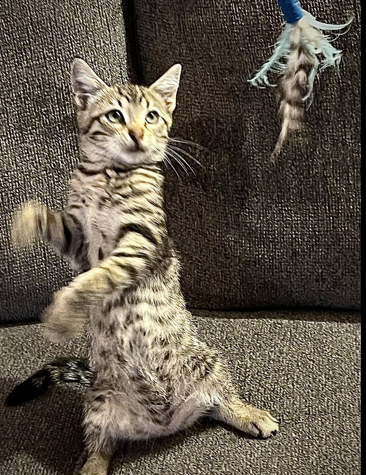 Walter, Adoptable, Kitten Male Domestic Short Hair.