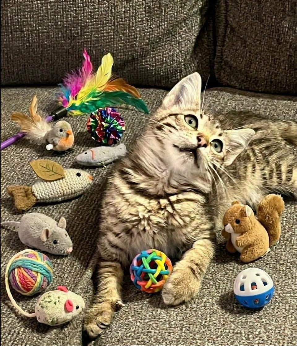 Enlarge Walter, a Adoptable Domestic Short Hair in Fremont, CA image 3/3