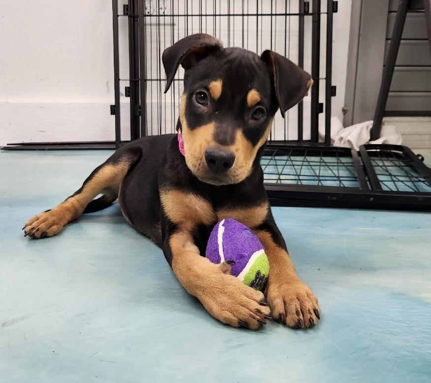 Rudy, adopted, Puppy Male Shepherd.