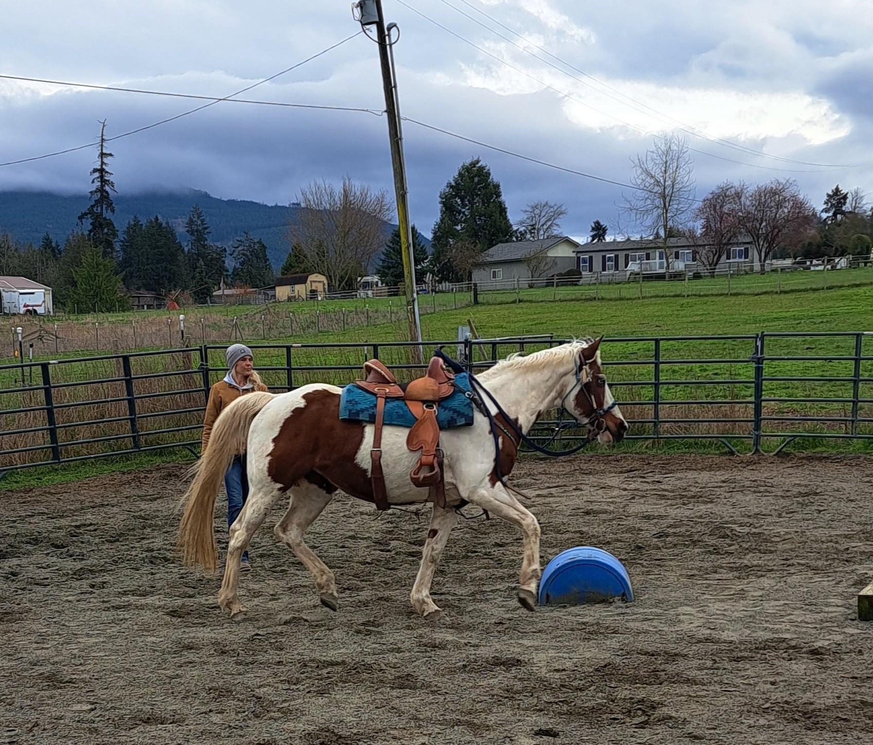 Enlarge April, a Adoptable Paint / Pinto in Sequim, WA image 3/5