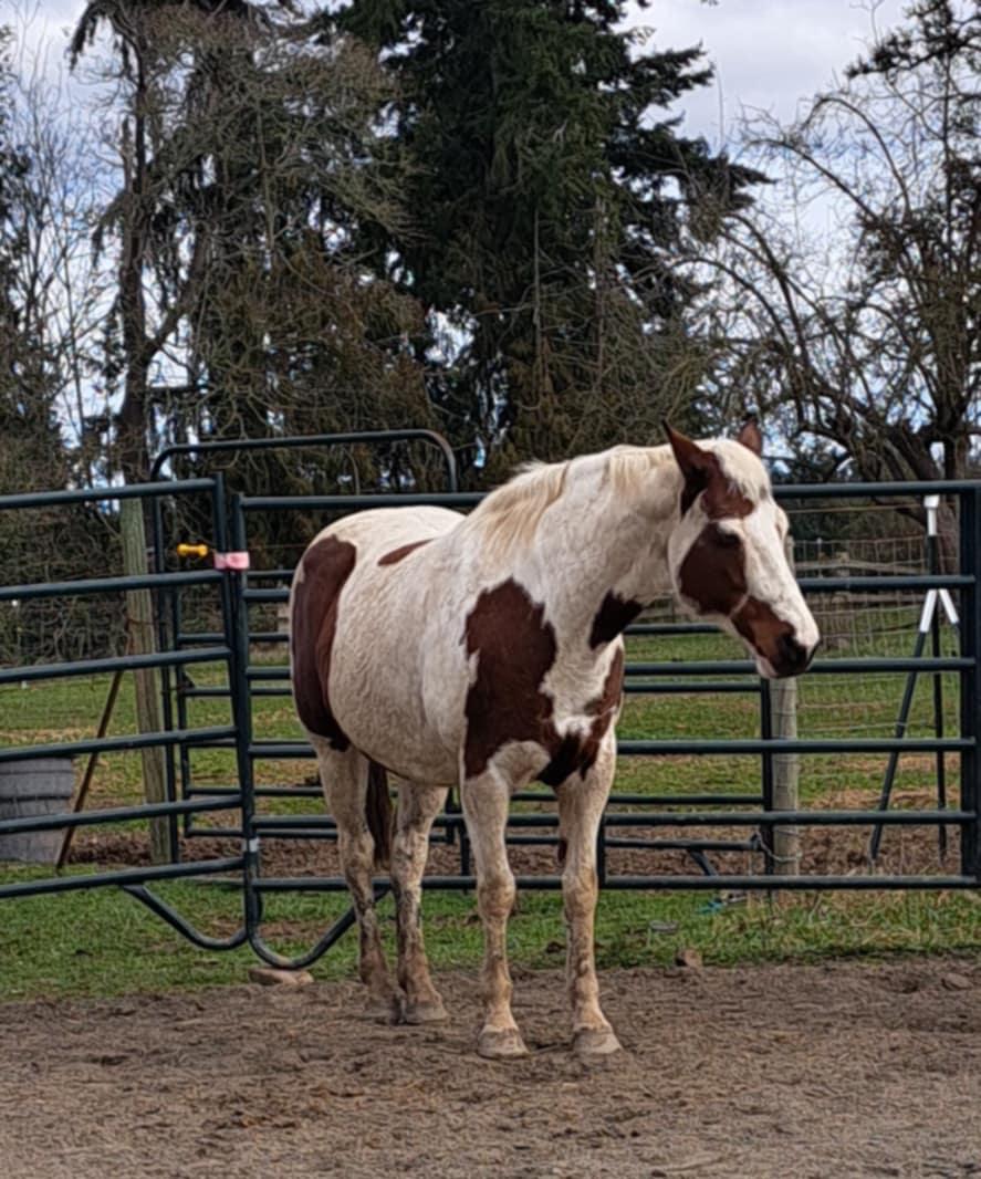 April, Adoptable, Adult Female Paint / Pinto.
