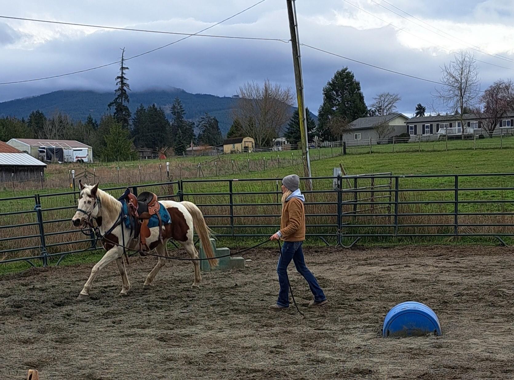 Enlarge April, a Adoptable Paint / Pinto in Sequim, WA image 5/5