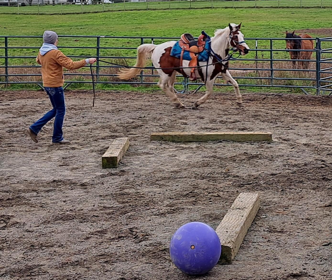 Enlarge April, a Adoptable Paint / Pinto in Sequim, WA image 2/5