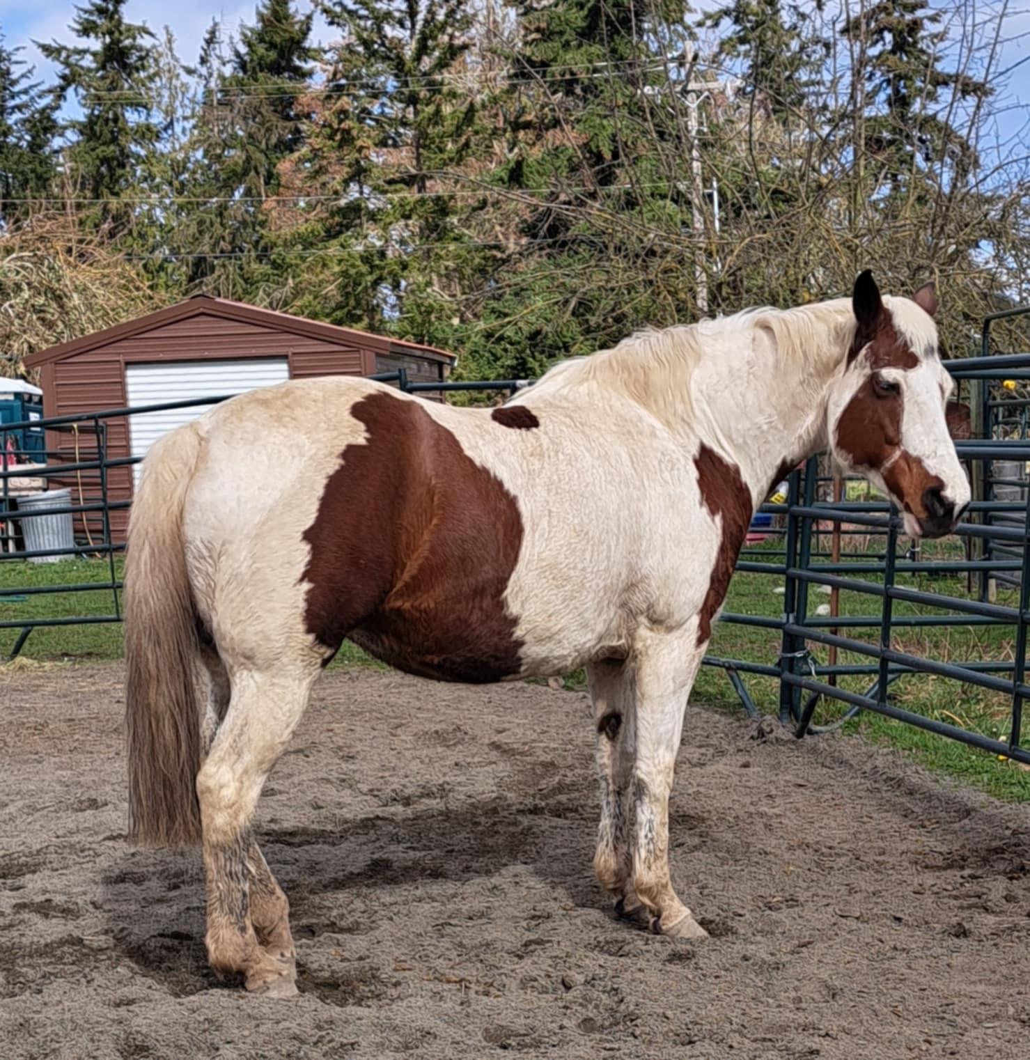 Enlarge April, a Adoptable Paint / Pinto in Sequim, WA image 3/4