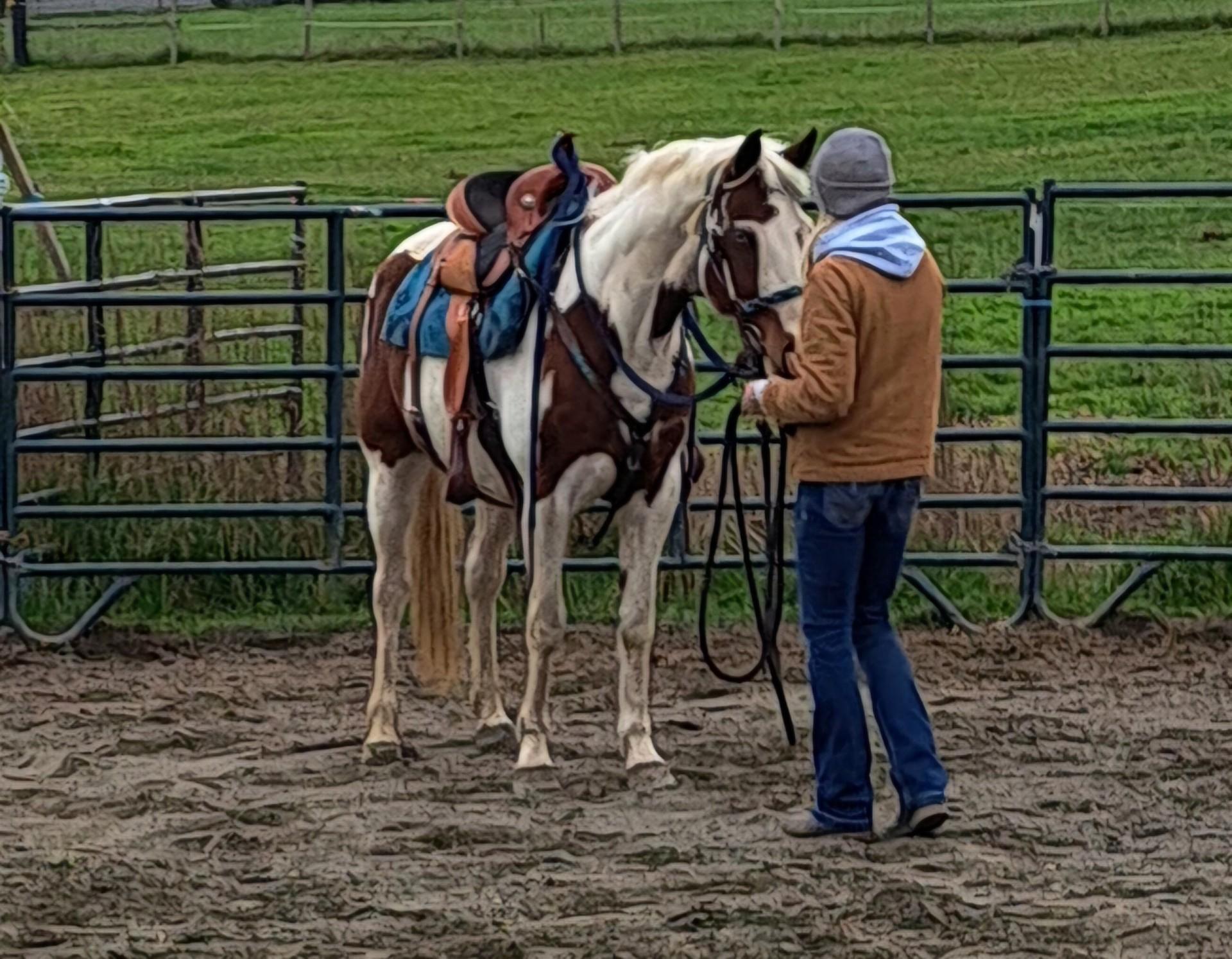 Enlarge April, a Adoptable Paint / Pinto in Sequim, WA image 1/5