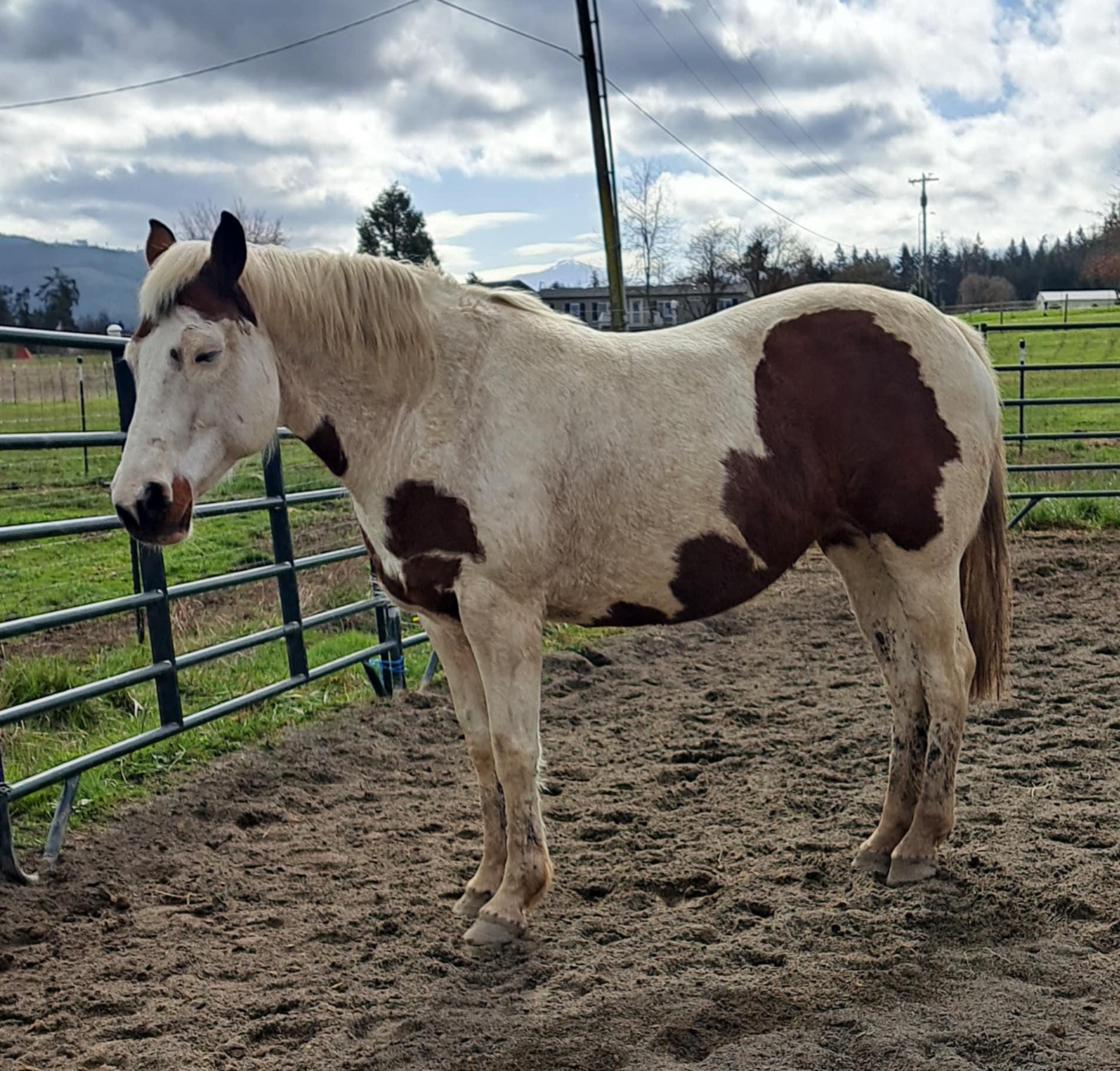 Enlarge April, a Adoptable Paint / Pinto in Sequim, WA image 4/4