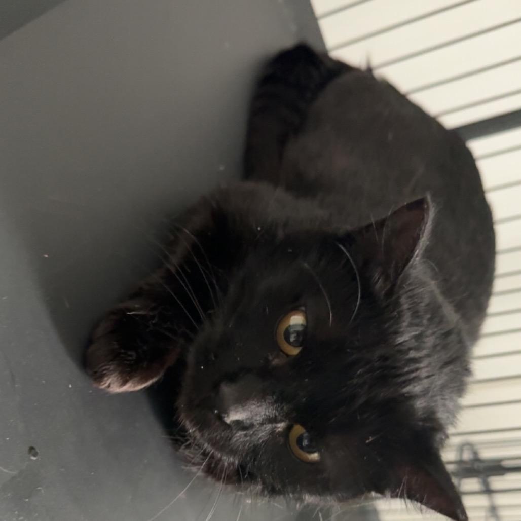 Enlarge Daphne, a Adoptable Domestic Short Hair in Blair, WI image 1/1