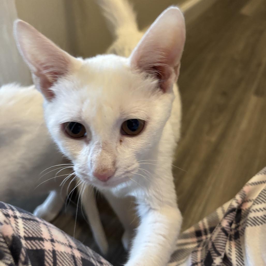 Casper -Westmere Kitten 1, Adoptable, Kitten Male Domestic Short Hair.
